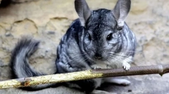 Milyen fák ágak adhatók a chinchilla számára